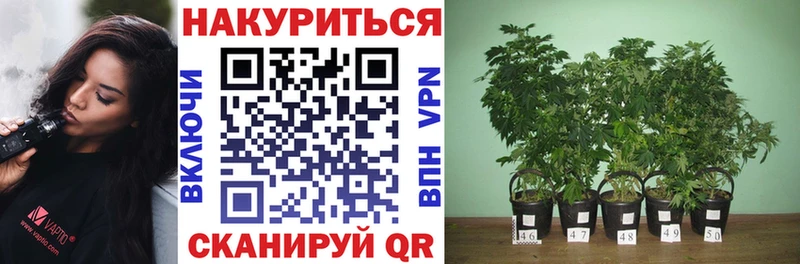 Бошки марихуана планчик  Купить  Бородино 